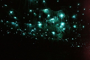 glowworms.jpg